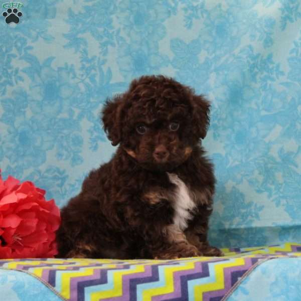 Squirrel, Toy Poodle Puppy